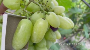 Виноград "Мальчик с пальчик"  29.07.25 год. Новороссийск.