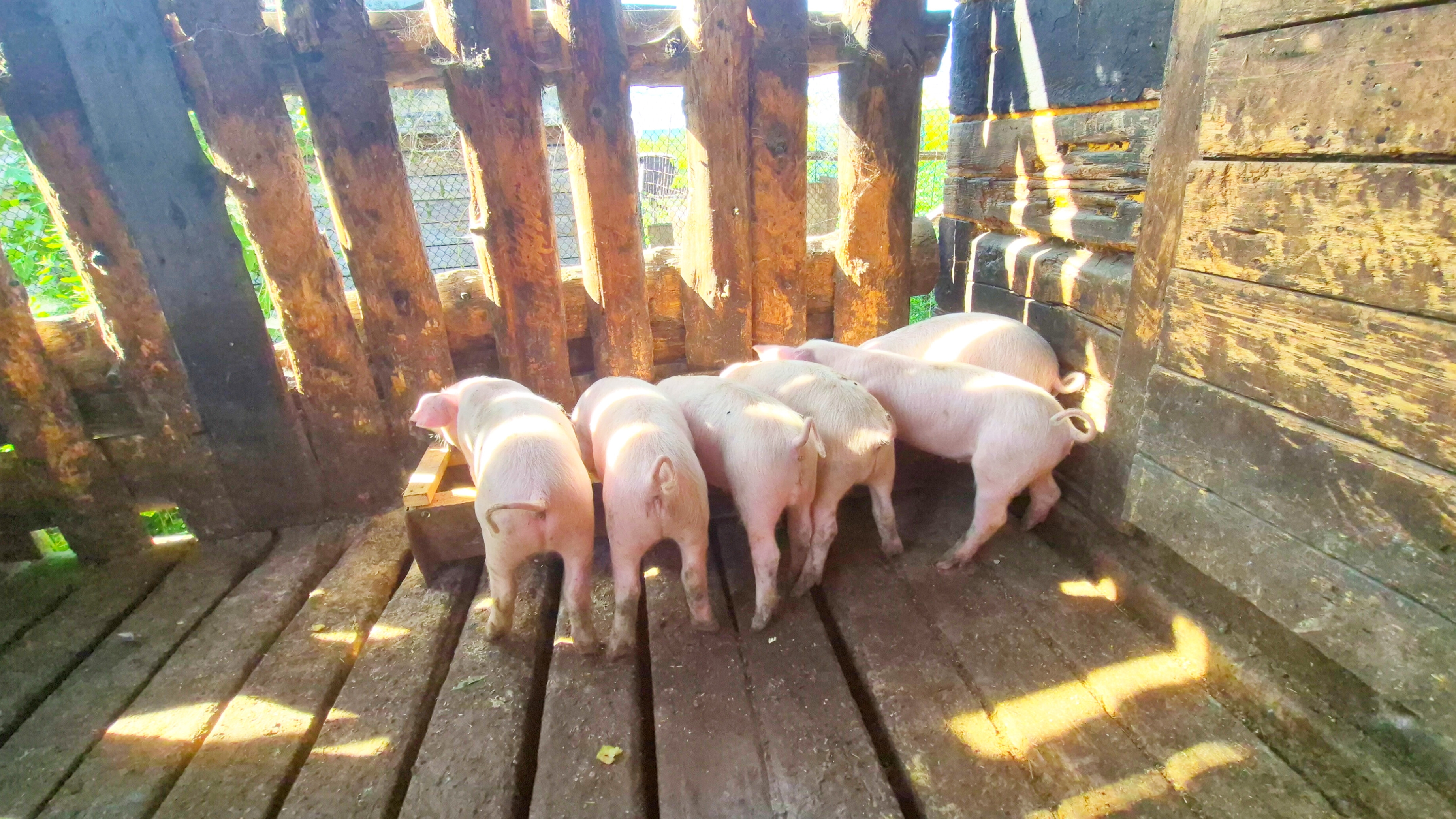 Деревня,жизнь,с Бабушкой на хозяйстве,Алтай,Заринск смотреть онлайн