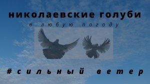 Николаевские голуби.Ветер.