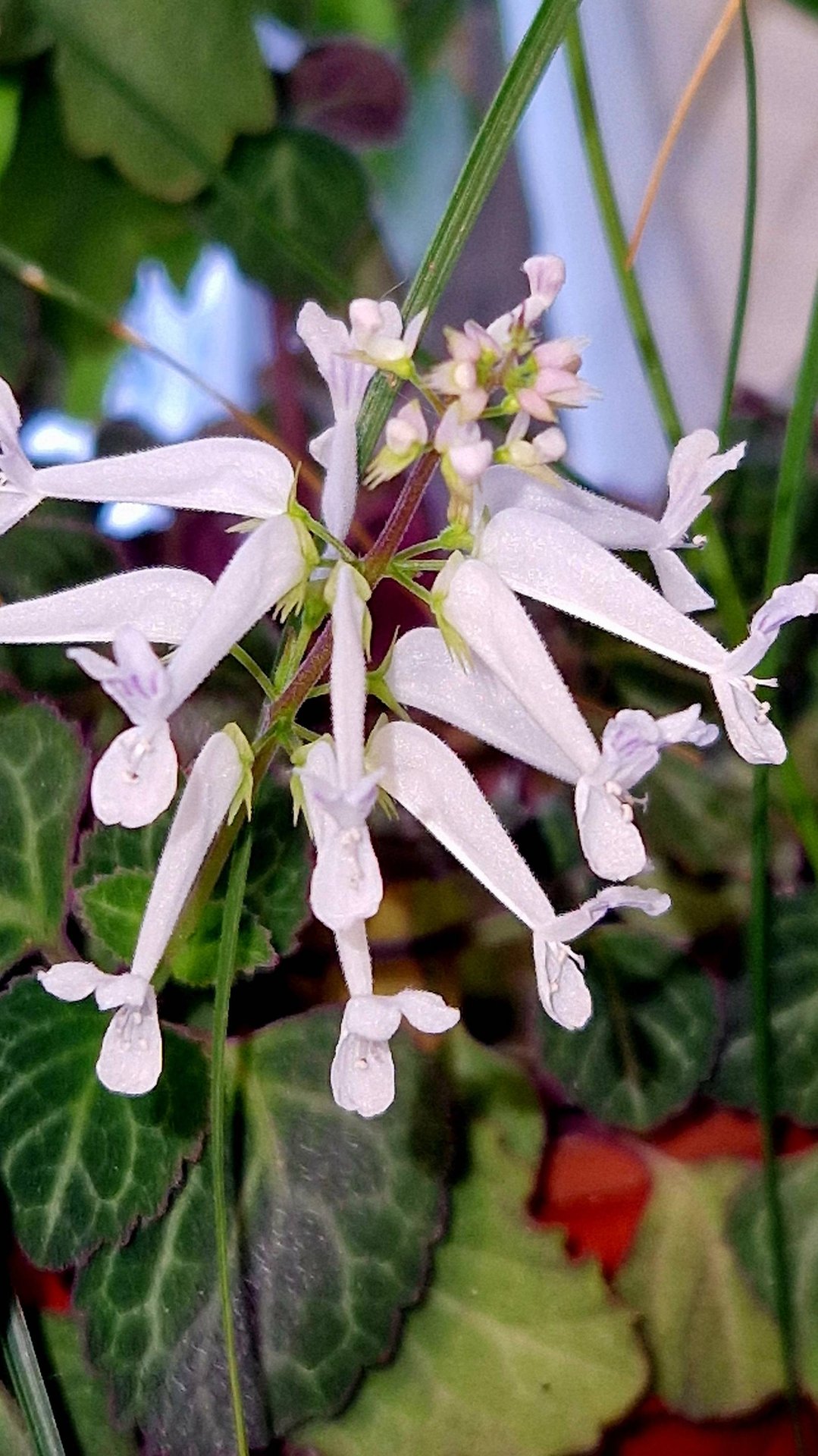 Плектрантус Эртендаля смотреть онлайн