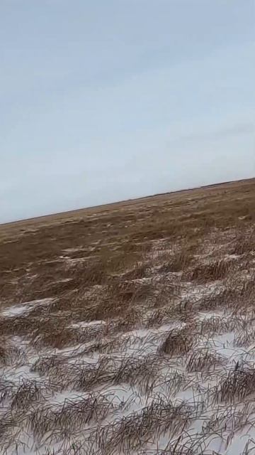 Подъем зайца, только пятки сверкали #охота #охотаназайца #hunting смотреть онлайн