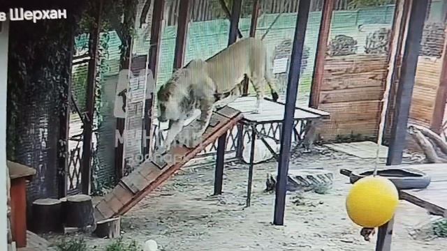 У Шерхана Львовича отличное настроение! Онлайн - моменты 28 - 29 июля, часть 2