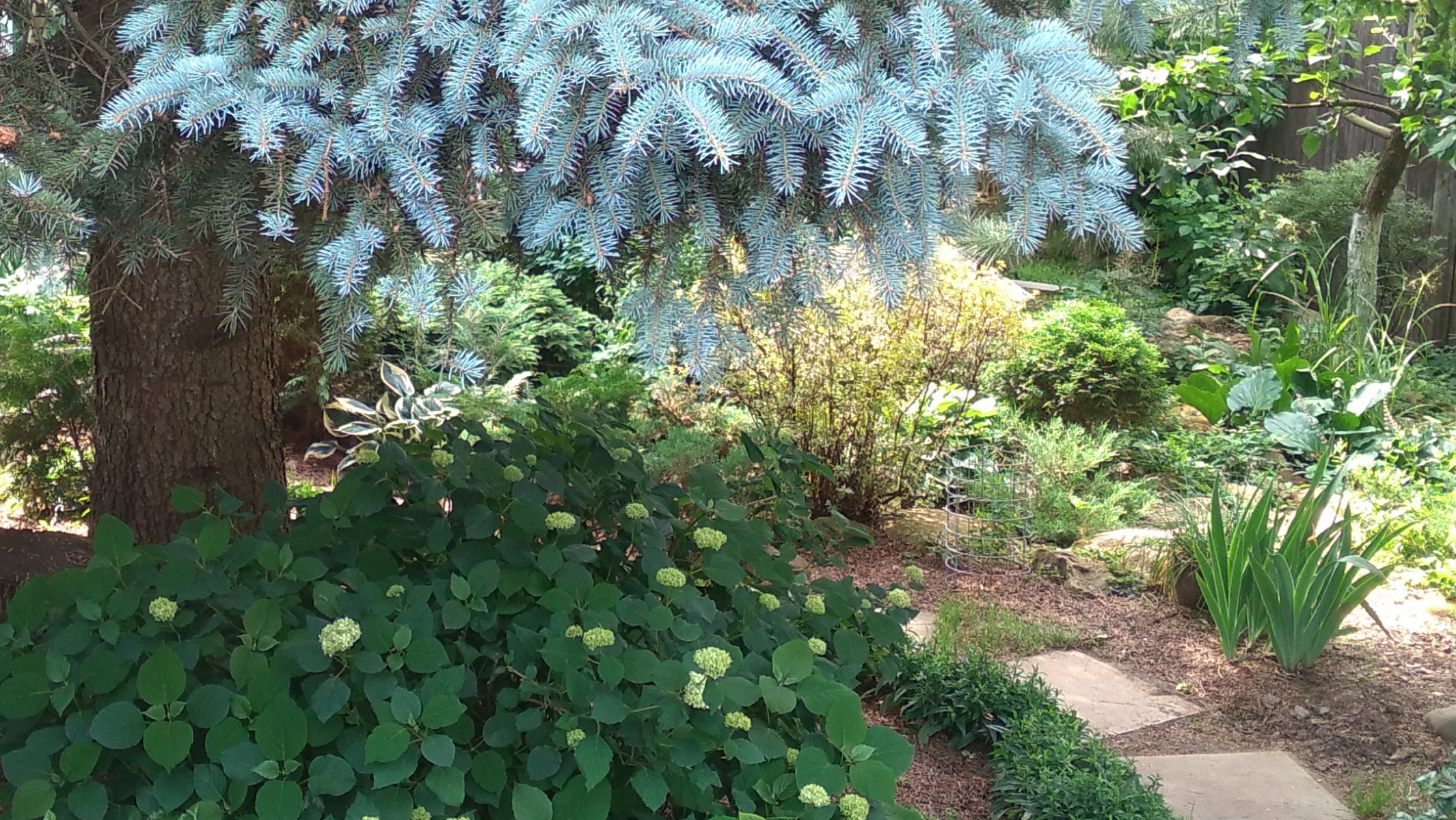 Экскурсия по моему участку. Сад в природном стиле. смотреть онлайн