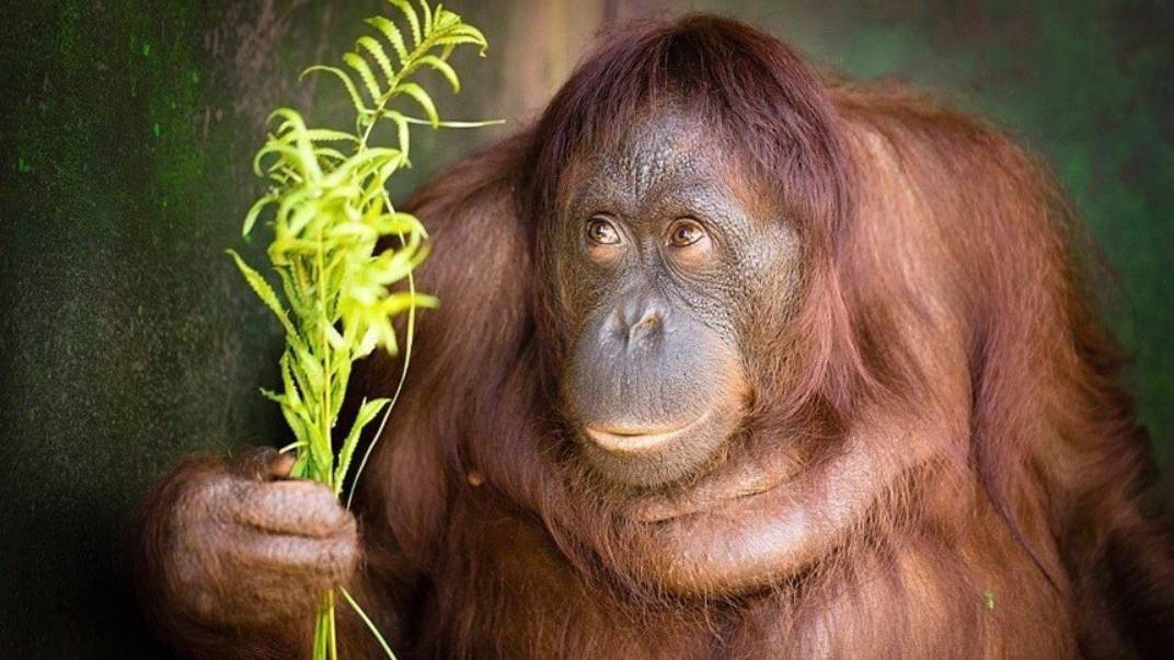 The Orangutan