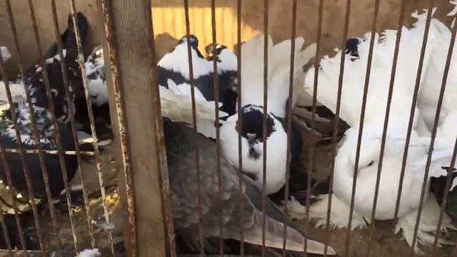 Ярмарка голубей в Челябинске 10.11.2019 смотреть онлайн