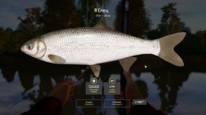 Русская Рыбалка 4 Трофей (Елец) р. Вьюнок