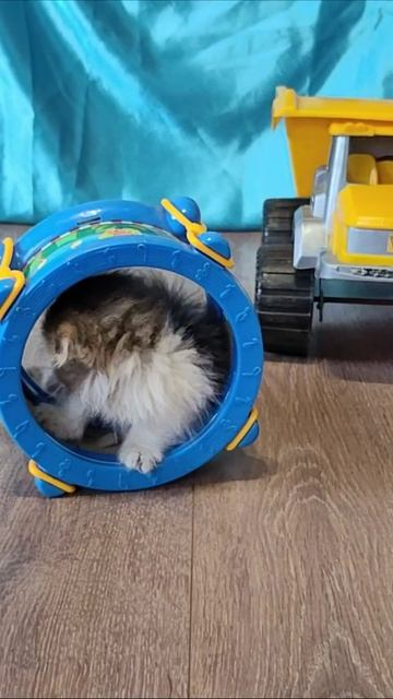 КОТЯТА. Сильный котенок. смотреть онлайн