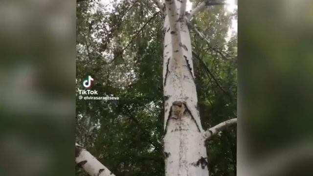 осенний вальс смотреть онлайн