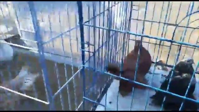 Ярмарка голубей Омск 16 марта 2019 смотреть онлайн