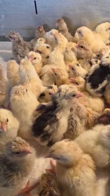 Продаются очаровательные малыши- Леггорн Далматинец 🐔🌿 смотреть онлайн