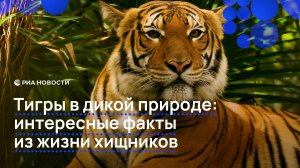 Тигры в дикой природе: интересные факты из жизни хищников