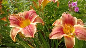 29 июля в саду на Трех холмах