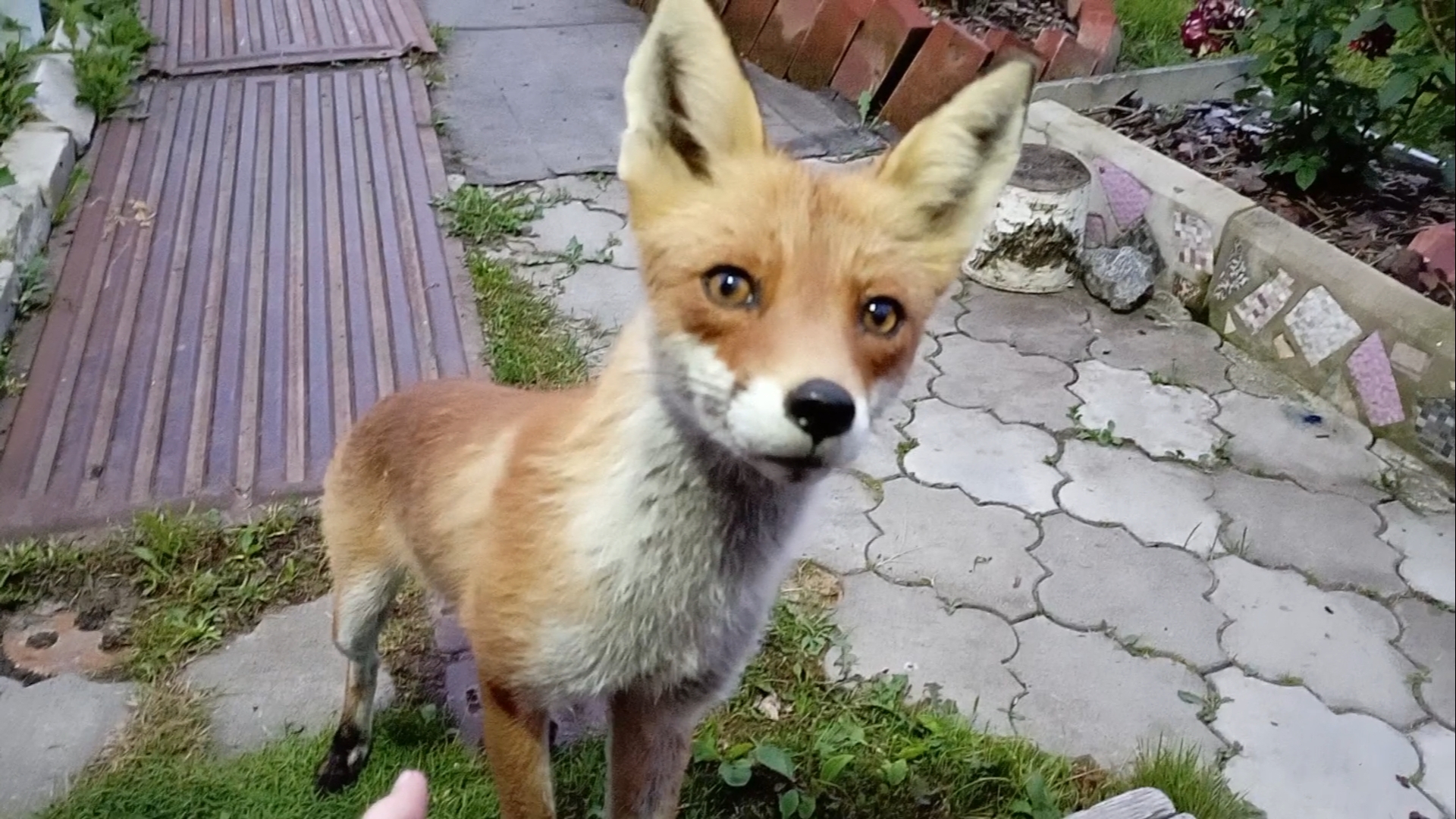 (1078) Лиса приходит в гости. Июль 2025. Читаю сказку смотреть онлайн