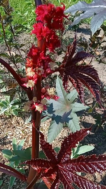 ЛЮБУЕМСЯ ЦВЕТЕНИЕМ КЛЕЩЕВИНЫ КРАСНОЙ #сад #дача #клещевина #клещевинакрасная #цветениеклещевины