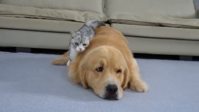 Что бывает, когда ретривер воспитывает котёнка - 2025 год (uu)