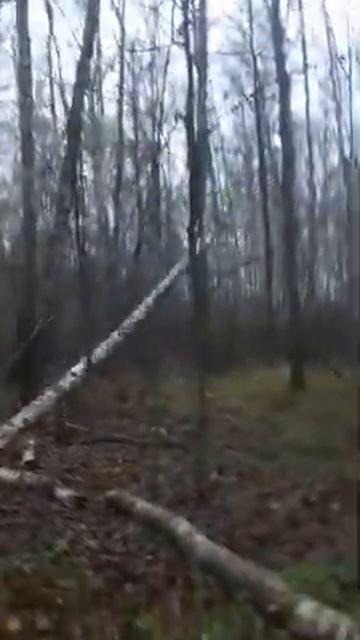 Заготовка дров на зиму смотреть онлайн