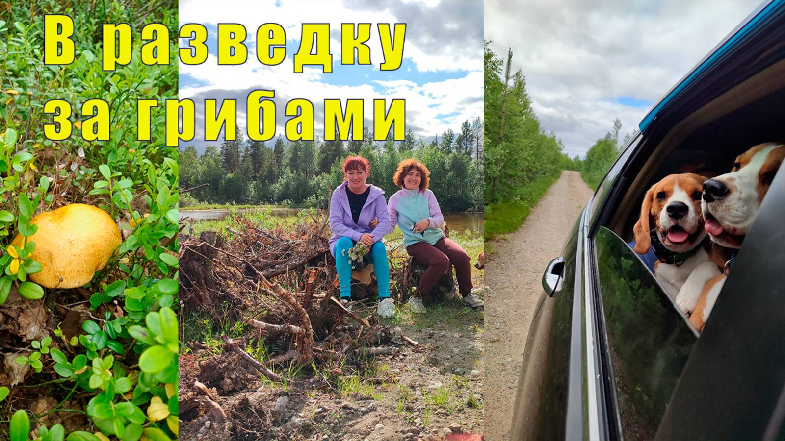 В РАЗВЕДКУ ЗА ГРИБАМИ/ РЕШИЛА СУДЬБУ ЧАЙКИ/ 23 июля 2025 смотреть онлайн