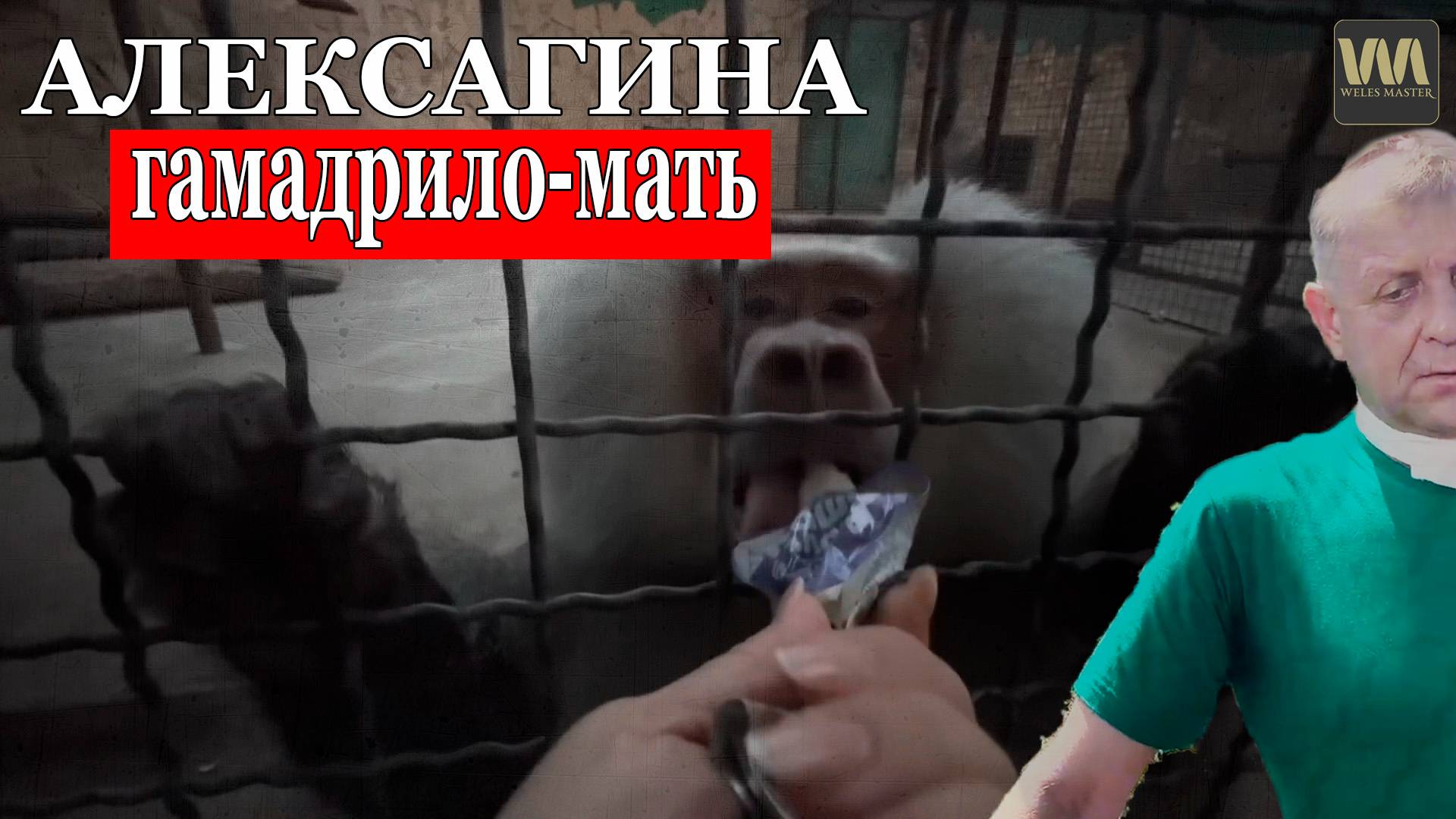 Алексагина - заботливая гамадрило-мать, 29 июля смотреть онлайн