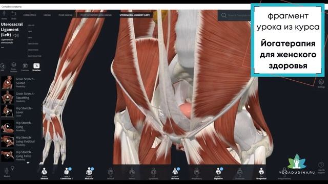 Влияние КРЕСТЦОВО-МАТОЧНЫХ СВЯЗОК на ТАЗОВЫЕ БОЛИ Анатомическая визуализация Татьяна Дудина смотреть онлайн