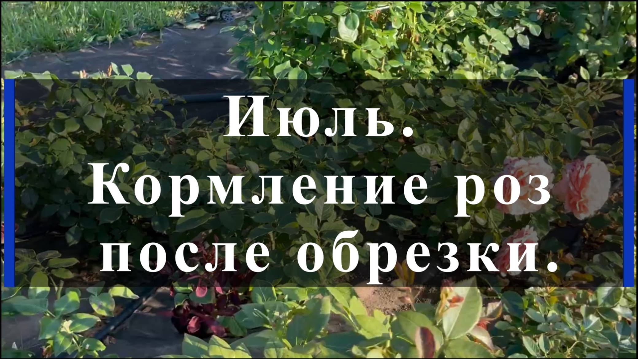 Июль. Кормление роз после обрезки. смотреть онлайн