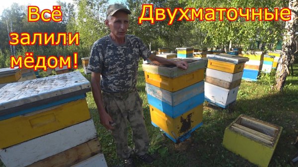 ДВУХМАТОЧНЫЕ ЗАЛИЛИ МЁДОМ! Это ЖЕСТЬ, КАРНИКА в СИБИРИ