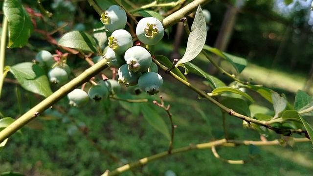 Голубика на суглинке - первые ягоды зреют 2025 смотреть онлайн