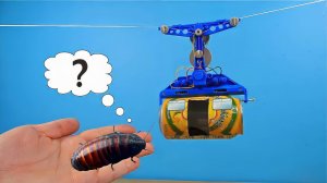 Сделал настоящую канатную дорогу для мадагаскарского Таракана! Он в шоке!