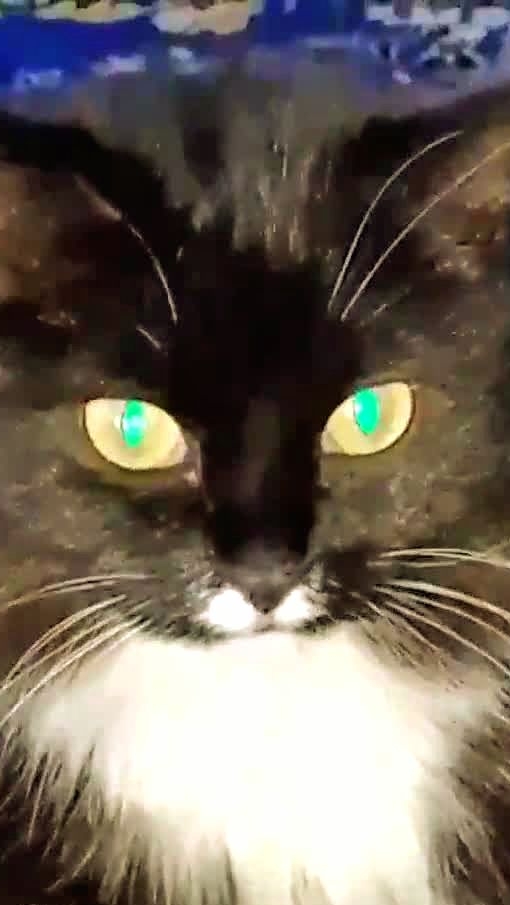 Как довести мужчину до истерики! 😁😻 Юмор с животными смотреть онлайн