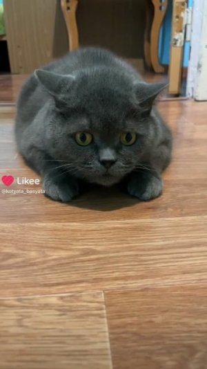 🐈⬛Настоящий Басик #БасикиЛето #Басикиилили #budiBasa #волшебныебудни #Пробасика #басики #кот