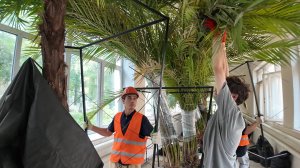 Пальмы больницы им. Ухтомского покидают Люберцы