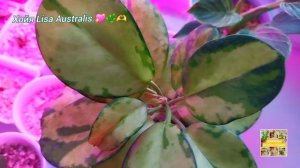 Хойя Lisa Australis.💖🌿🫶