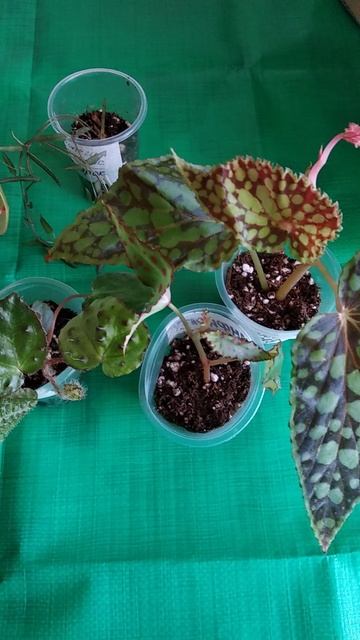 моя посылка смотреть онлайн