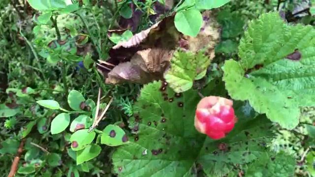 Поход в лес 2025 год. Много черники, есть морошка и немного грибов смотреть онлайн