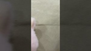 Лабубу
