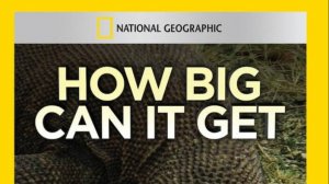 Гиганты мира животных 1 серия  «Самый большой крокодил» | NAT Geo