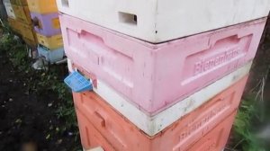 пчела Элгон на ячейке 4,9 мм , ставлю магазин и пластиковые рамки с нанесенным воском , 28.07.2025