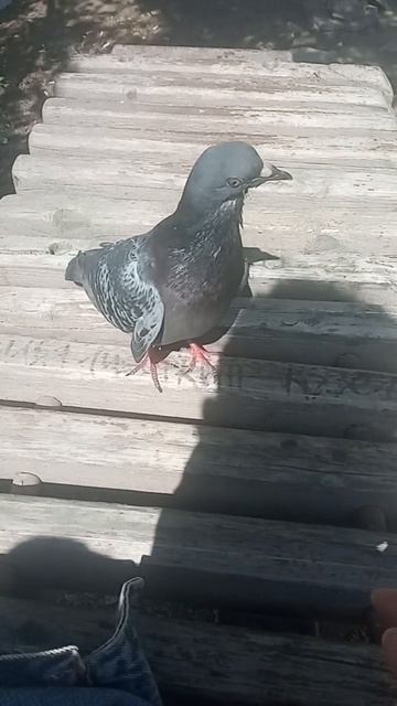 Городской голубь.