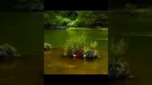 "Идель бит ул"
исполняет:Роза Ахунова