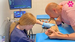 С этим щенком что-то не так... Кто хочет его забрать?