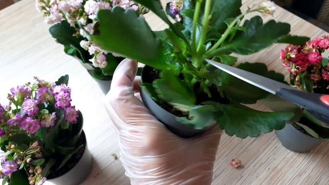 Каланхоэ после цветения. Часть 1. 30.07.2025г.