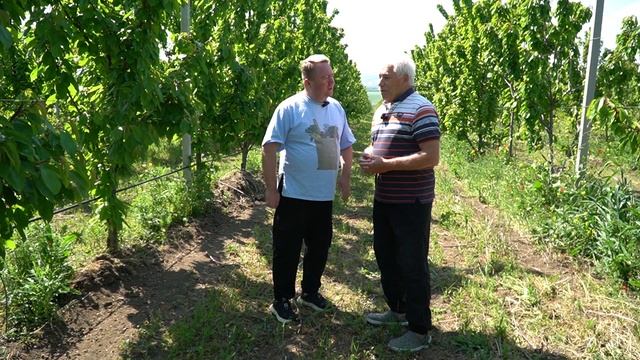 КУБАНСКИЙ ФЕРМЕР_НОВОРОССИЙСК_03_Черешневый сад_Коровин смотреть онлайн