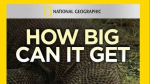 Гиганты мира животных 2 серия  «Самая большая змея» | NAT Geo