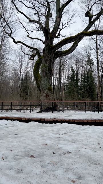 Самая близкая и доступная экотропа Ленобласти
