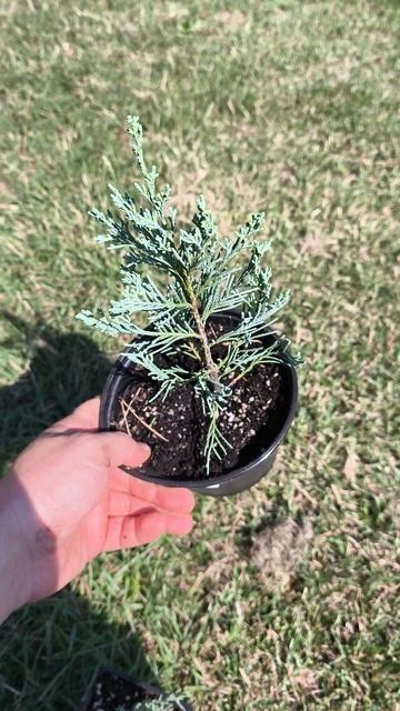 Как растёт можжевельник Скай Роккет 🌲 смотреть онлайн