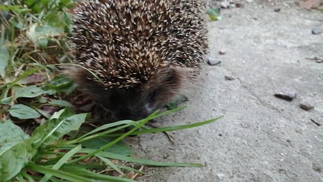 Ёжик смотреть онлайн