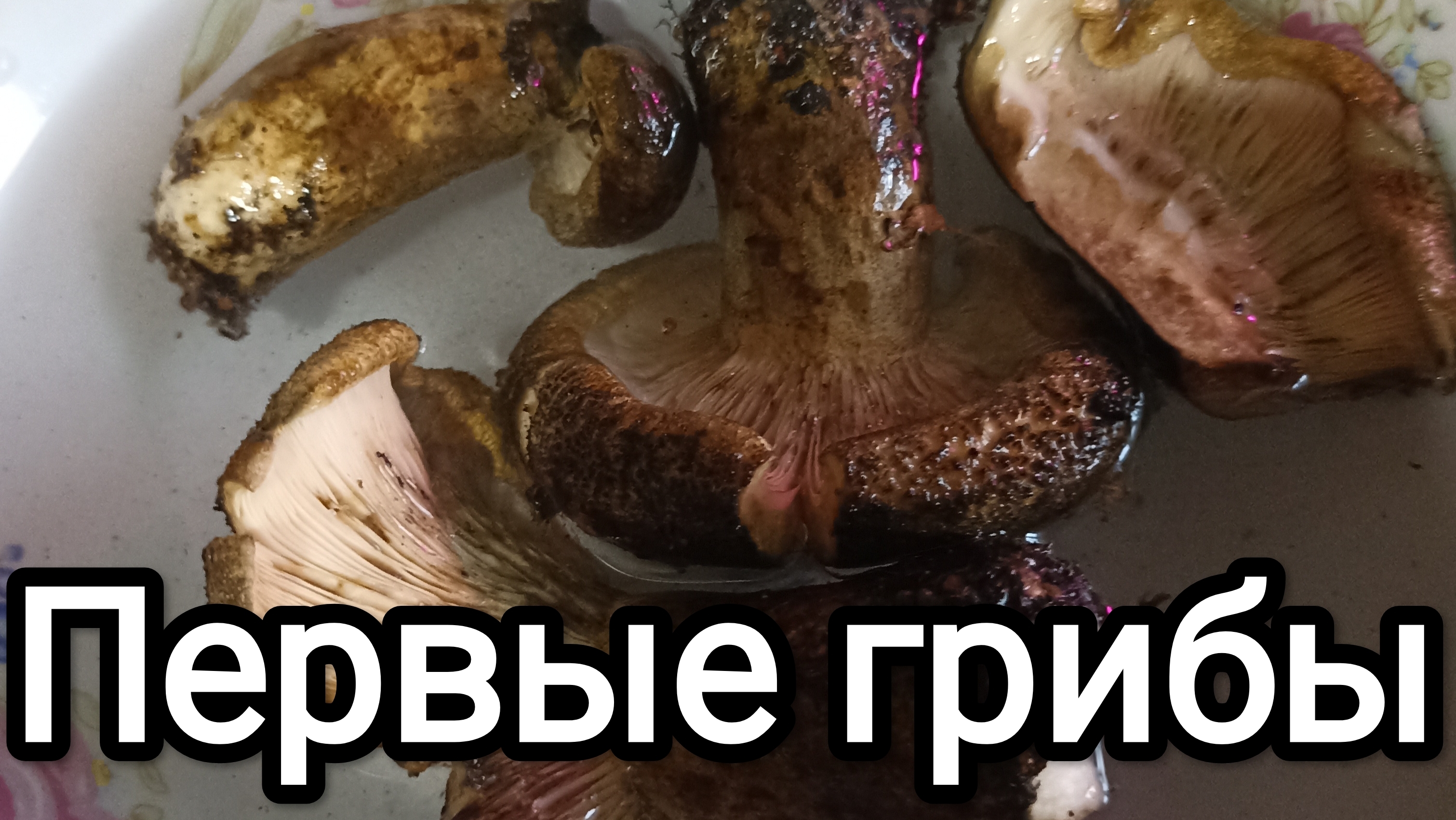 30-07-2025. Чуда не случилось / Первые грибы.