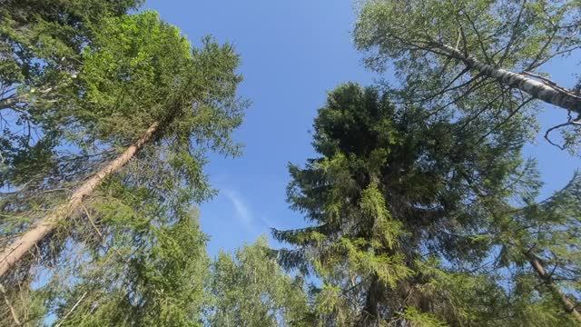 Участок Лахденпохья 14,8 соток КН 10:12:0010403:479