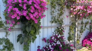 26 июля 2025г. Петунии