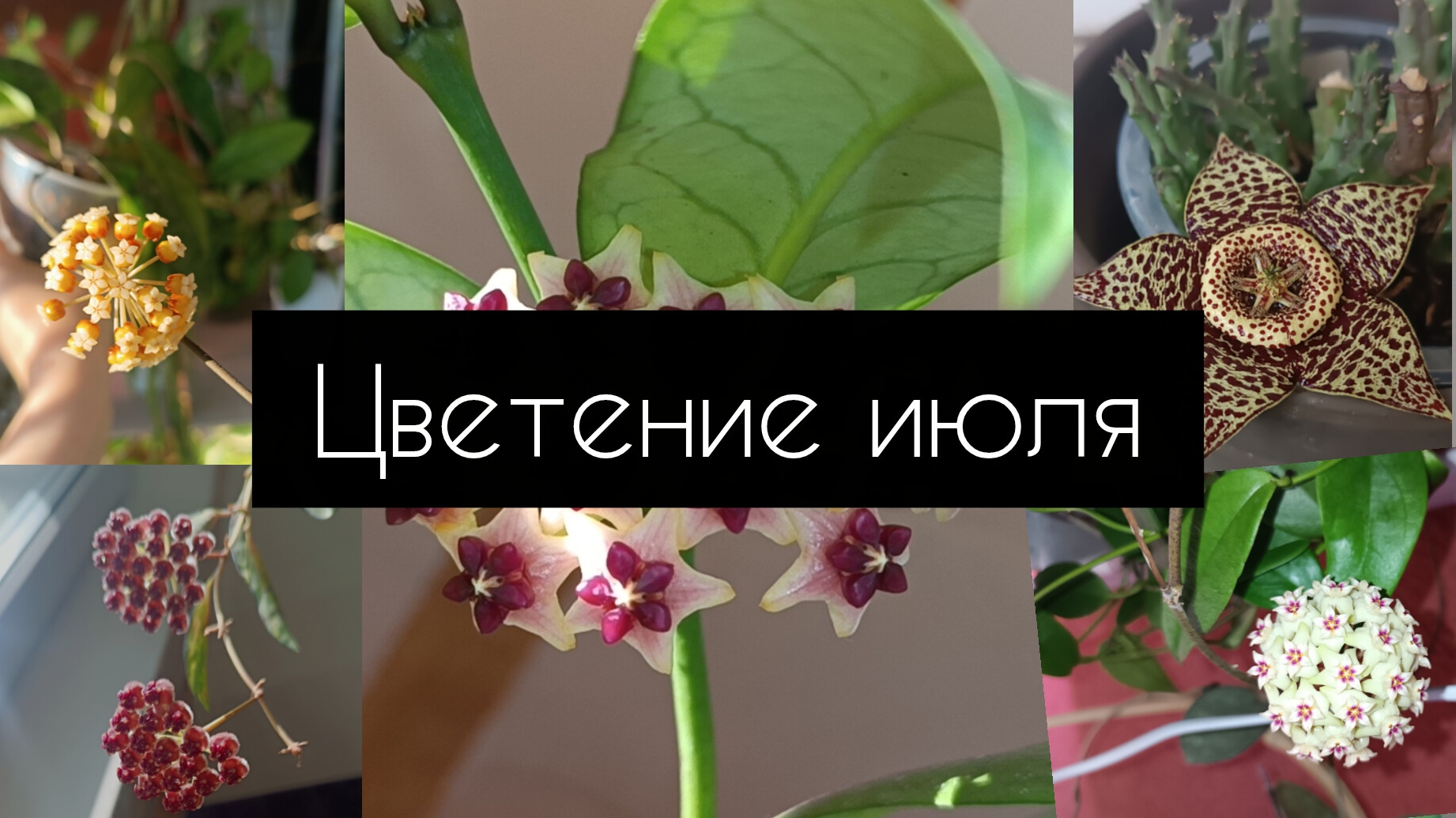 цветение июля смотреть онлайн