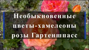 Необыкновенные цветы-хамелеоны розы Гартеншпасс